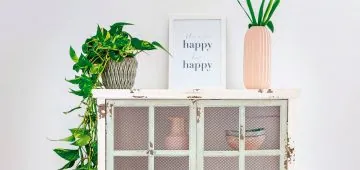 Decoración plantas