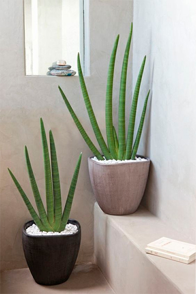 Planta Aloe Vera